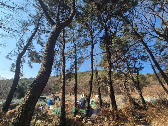 부산광역시 북구 만덕동 산5 임야 경매 사진 17