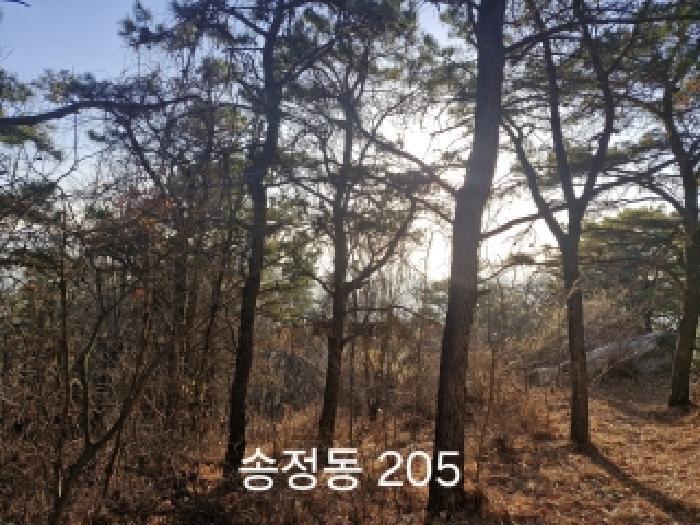 부산광역시 강서구 송정동 183 임야 경매 사진 10