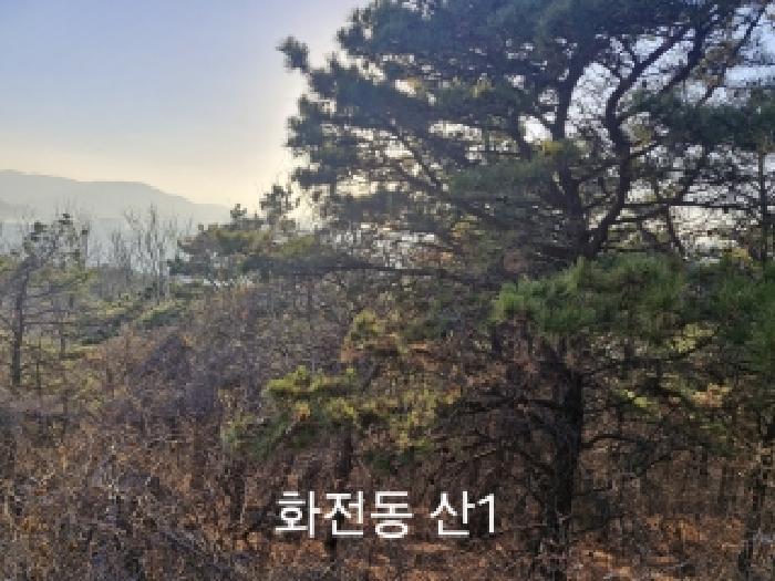 부산광역시 강서구 송정동 183 임야 경매 사진 2