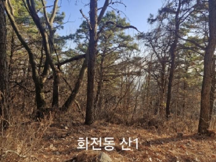 부산광역시 강서구 송정동 183 임야 경매 사진 3