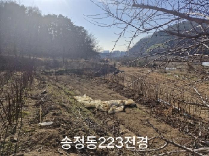 부산광역시 강서구 송정동 183 임야 경매 사진 4