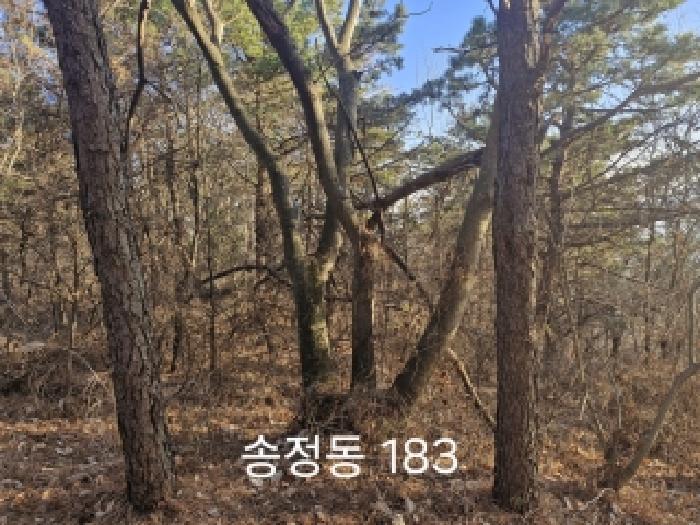 부산광역시 강서구 송정동 183 임야 경매 사진 8