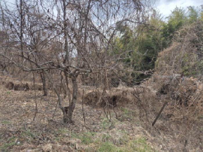 울산광역시 울주군 청량읍 삼정리 250-1 전 경매 사진 7