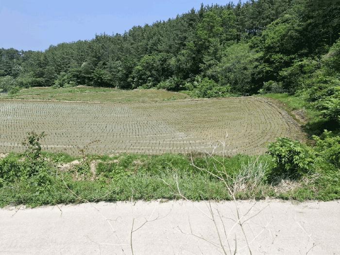 울산광역시 울주군 온양읍 운화리 285-5 답 경매 사진 3