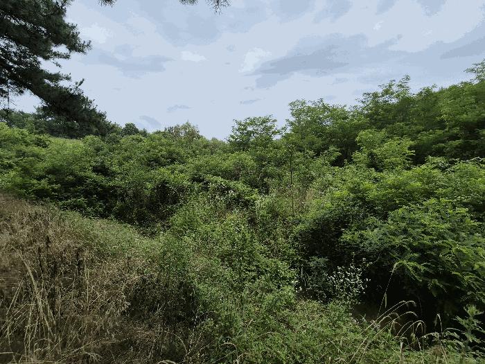 경상북도 성주군 성주읍 용산리 784-1 전 경매 사진 2