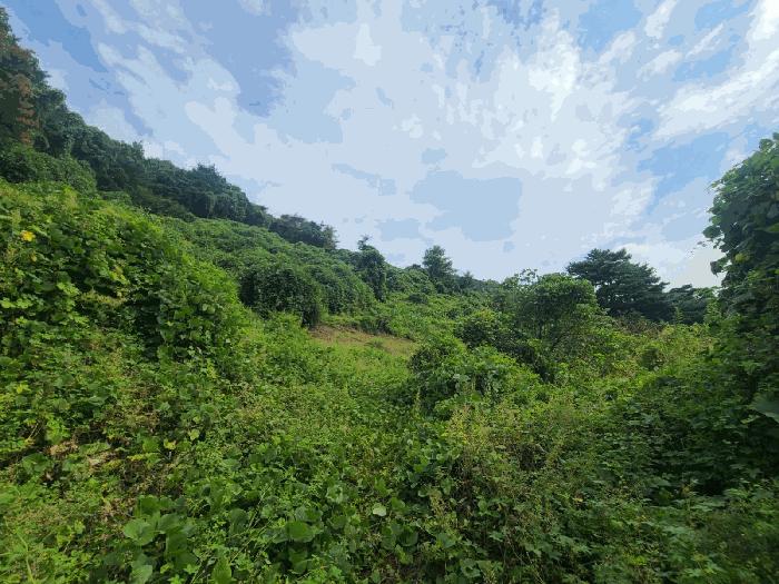 경상남도 함안군 칠북면 봉촌리 산259-1 과수원 경매 사진 1