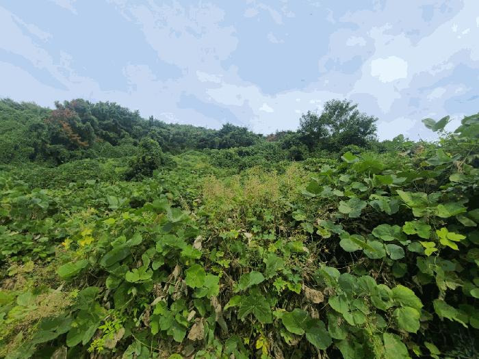 경상남도 함안군 칠북면 봉촌리 산259-1 과수원 경매 사진 2