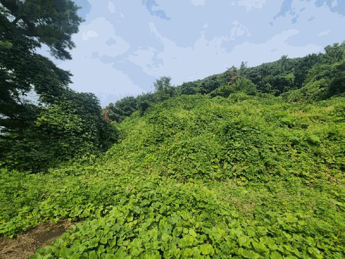 경상남도 함안군 칠북면 봉촌리 산259-1 과수원 경매 사진 3