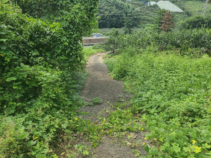 경상남도 함안군 칠북면 봉촌리 산259-1 과수원 경매 사진 6