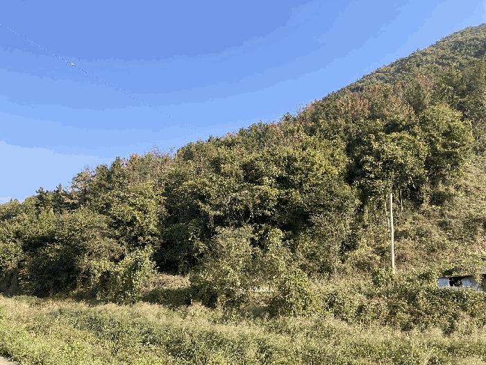 경상남도 함안군 칠북면 이령리 산120 임야 경매 사진 14