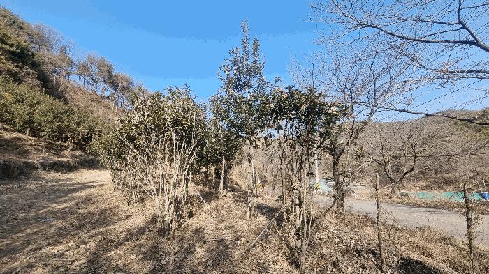 경상남도 김해시 생림면 도요리 산11-17 임야 경매 사진 4