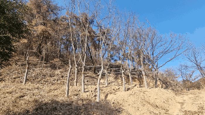 경상남도 김해시 생림면 도요리 산11-17 임야 경매 사진 9