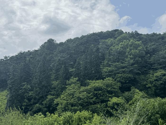 전라남도 곡성군 석곡면 염곡리 1722 전 경매 사진 7