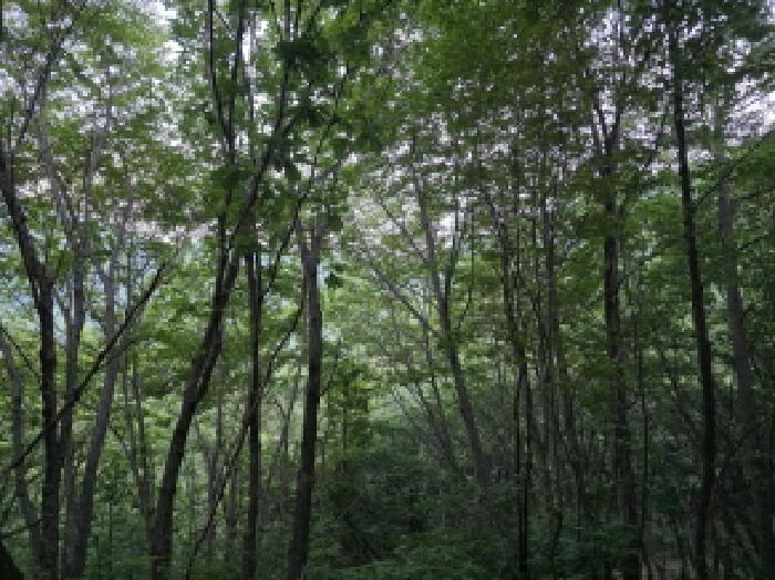 경상북도 청도군 각북면 지슬리 산77 임야 경매 사진 9