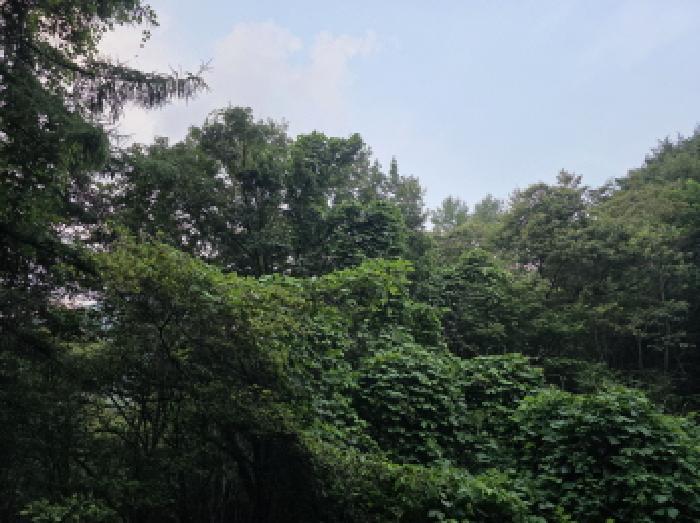 경상북도 청도군 각북면 지슬리 산110 임야 경매 사진 10