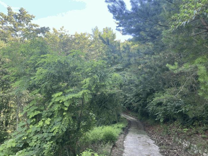 경상북도 청도군 각북면 지슬리 산110 임야 경매 사진 4