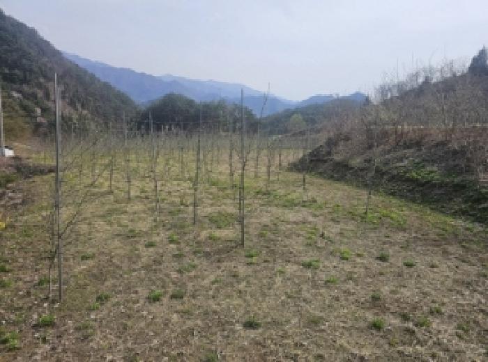 충청북도 단양군 단성면 가산리 9-3 전 경매 사진 14