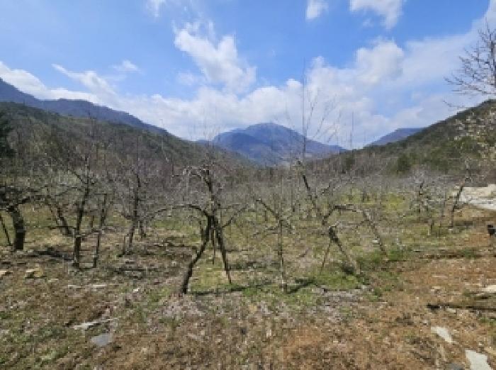 충청북도 단양군 단성면 가산리 250 답 경매 사진 10