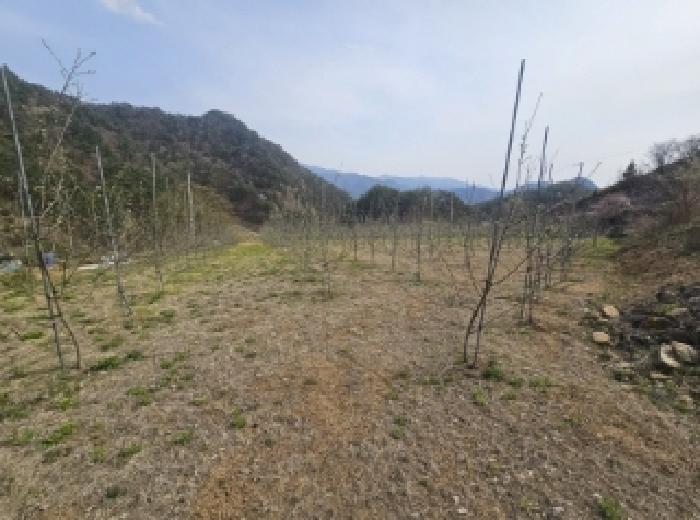 충청북도 단양군 단성면 가산리 250 답 경매 사진 13
