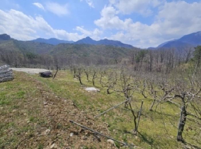 충청북도 단양군 단성면 가산리 250 답 경매 사진 9