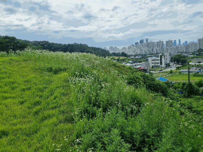 세종특별자치시 금남면 호탄리 114-1 근린시설 경매 사진 6