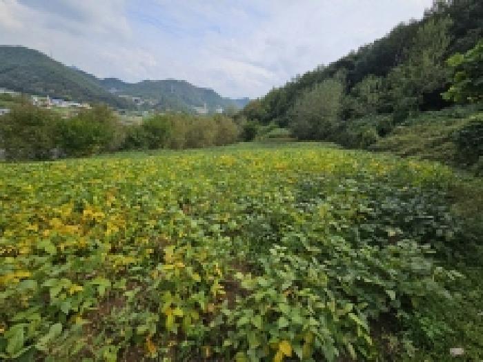충청북도 단양군 적성면 하리 212 전 경매 사진 13