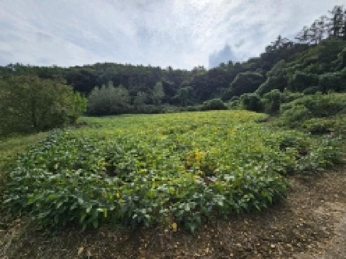 충청북도 단양군 적성면 하리 212 전 경매 사진 14