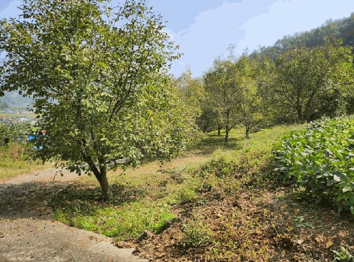 충청북도 단양군 적성면 하리 212 전 경매 사진 16