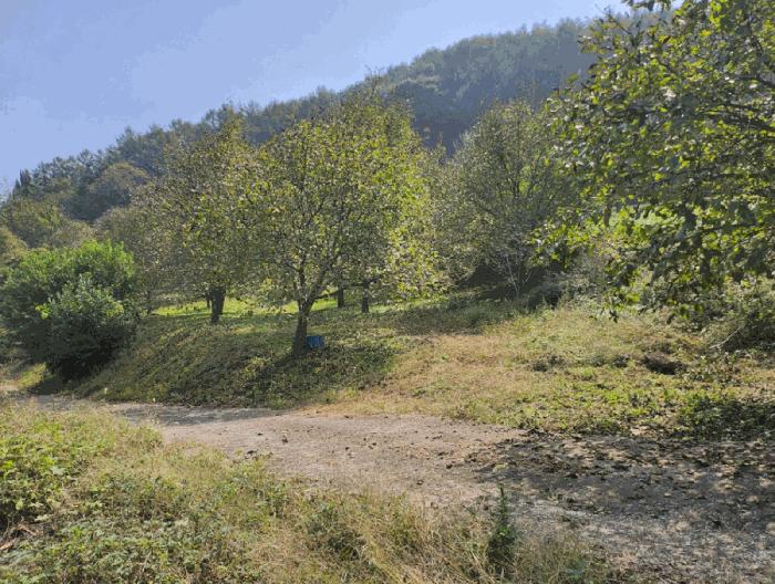 충청북도 단양군 적성면 하리 212 전 경매 사진 3