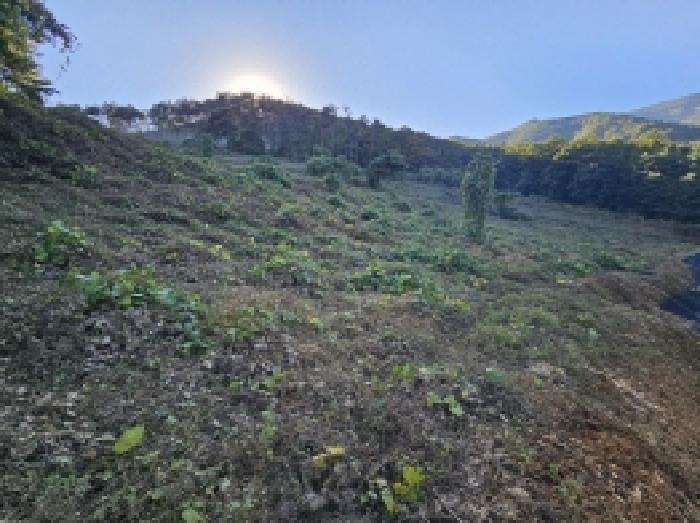 충청북도 단양군 영춘면 오사리 185 전 경매 사진 5