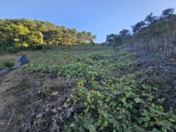 충청북도 단양군 영춘면 오사리 185 전 경매 사진 6