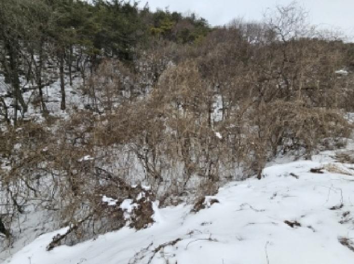 충청북도 단양군 가곡면 여천리 102 전 경매 사진 9
