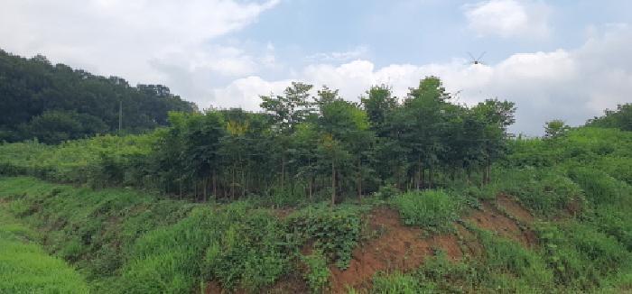 경상북도 경산시 자인면 원당리 425-1 전 경매 사진 15