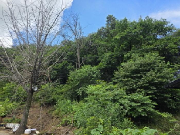 충청북도 제천시 백운면 덕동리 산154-1 임야 경매 사진 12