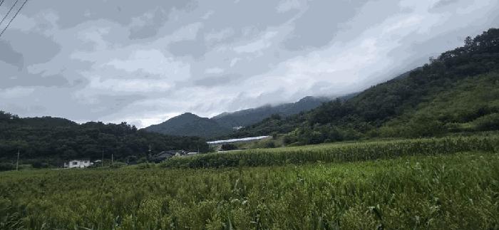 충청북도 제천시 백운면 덕동리 산154-1 임야 경매 사진 2