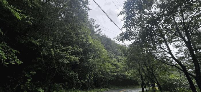 충청북도 제천시 백운면 덕동리 산154-1 임야 경매 사진 4