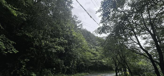 충청북도 제천시 두학동 산49-2 임야 경매 사진 13