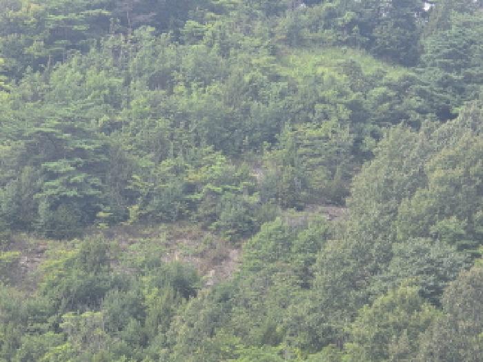 충청북도 제천시 수산면 내리 산29-2 임야 경매 사진 10