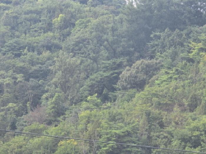충청북도 제천시 수산면 내리 산29-2 임야 경매 사진 11