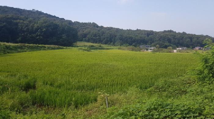 충청남도 천안시 서북구 입장면 시장리 277 답 경매 사진 3