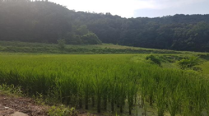 충청남도 천안시 서북구 입장면 시장리 277 답 경매 사진 4