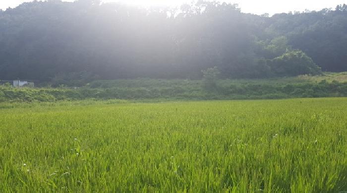 충청남도 천안시 서북구 입장면 시장리 277 답 경매 사진 5