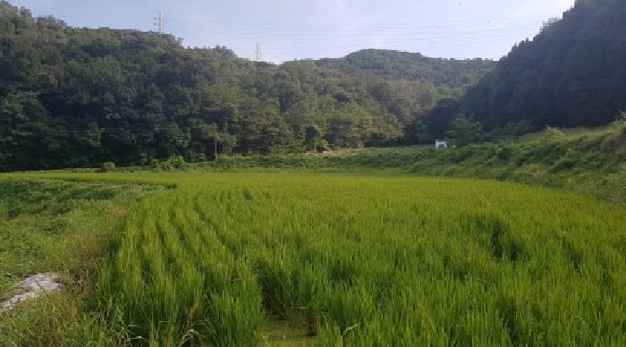 충청남도 천안시 서북구 입장면 시장리 277 답 경매 사진 6