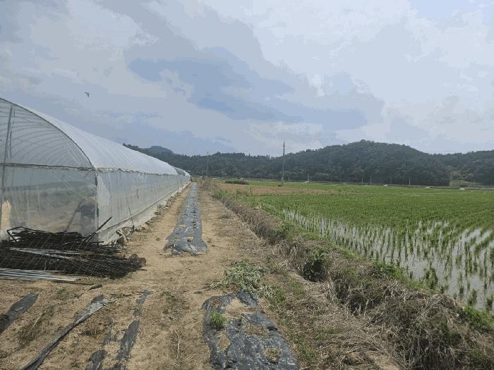 경상북도 영주시 이산면 신암리 505-6 답 경매 사진 5