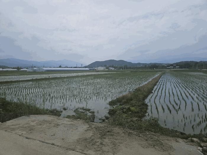 경상북도 영주시 이산면 신암리 722-7 답 경매 사진 11