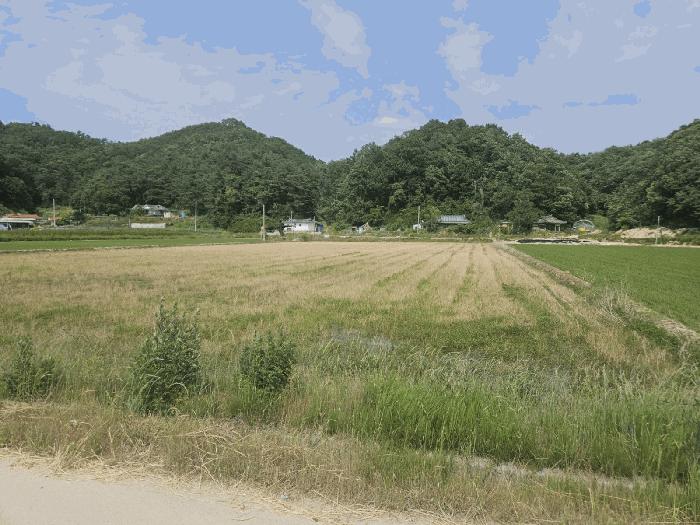 경상북도 영주시 가흥동 583 답 경매 사진 10