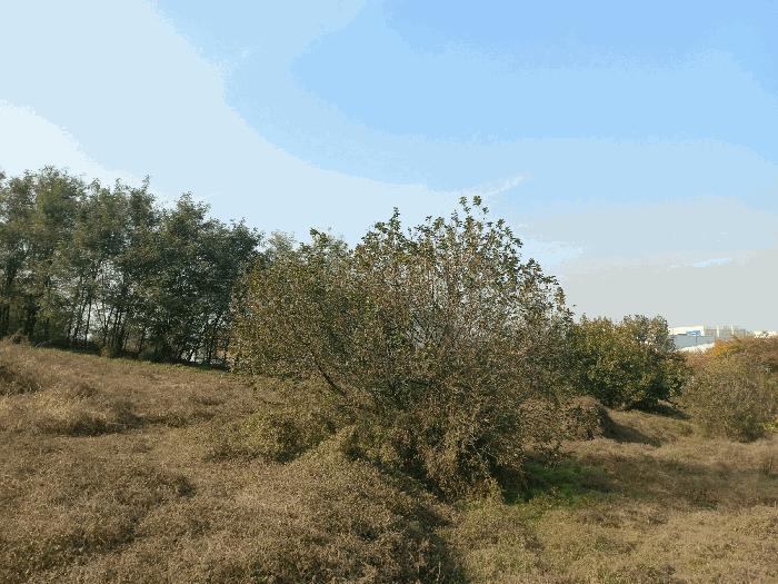 충청남도 천안시 서북구 성환읍 성월리 214-2 과수원 경매 사진 11