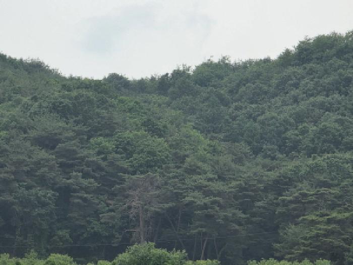 경상북도 안동시 녹전면 사신리 896 전 경매 사진 5