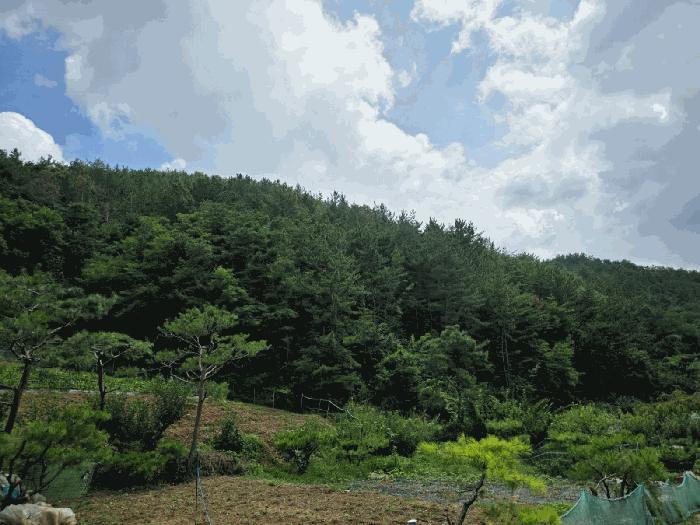 경상남도 진주시 집현면 덕오리 산211 임야 경매 사진 2
