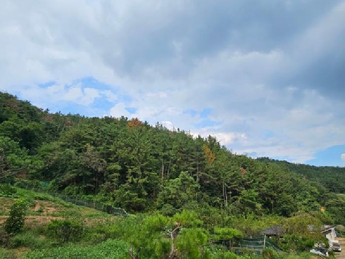 경상남도 진주시 집현면 덕오리 산211 임야 경매 사진 6
